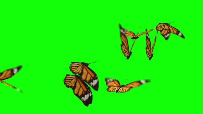 蝴蝶成群结队地从左向右飞