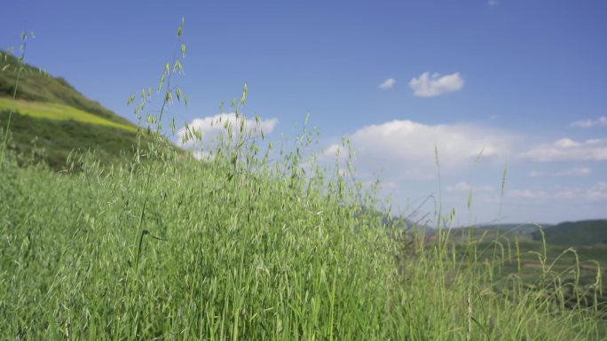 燕麦田地