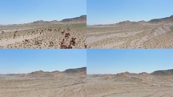 航拍G7京新高速公路戈壁沙漠野生骆驼