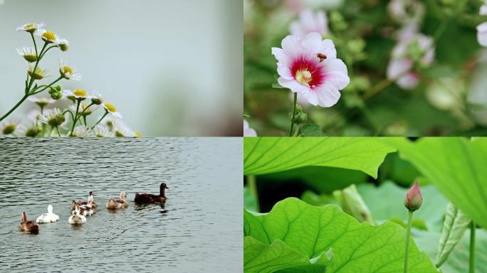 植物花卉系列·初夏小雏菊鸭子游水荷塘荷叶