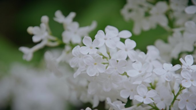 植物花草系列·春天青岛白色丁香花