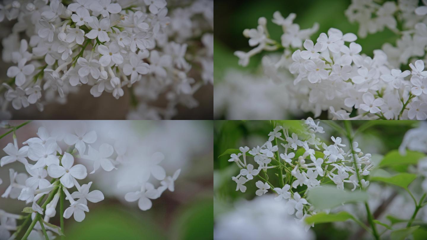 植物花草系列·春天青岛白色丁香花