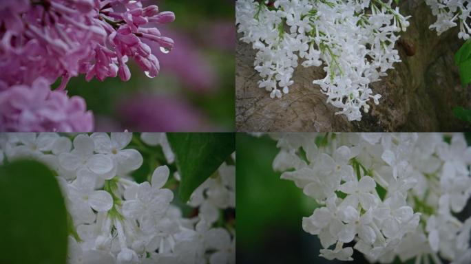 植物花草系列·春天青岛雨中丁香花