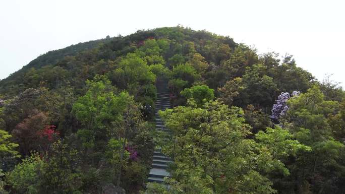 深圳梧桐山花海航拍