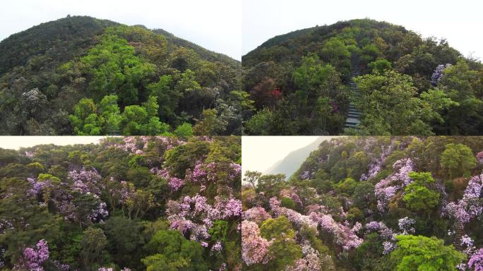 深圳梧桐山花海航拍