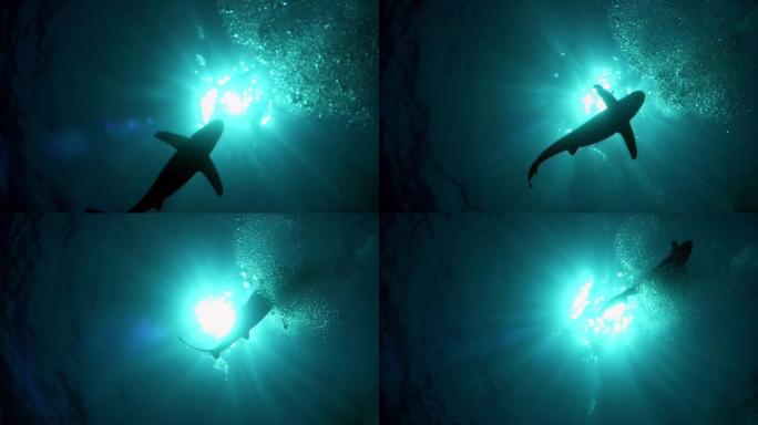 大白鲨。水下风景