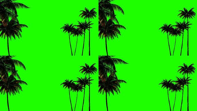 设置关键帧的3d动画，绿色背景上的棕榈树