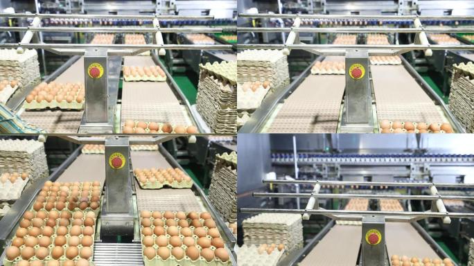 鸡蛋包装生产线