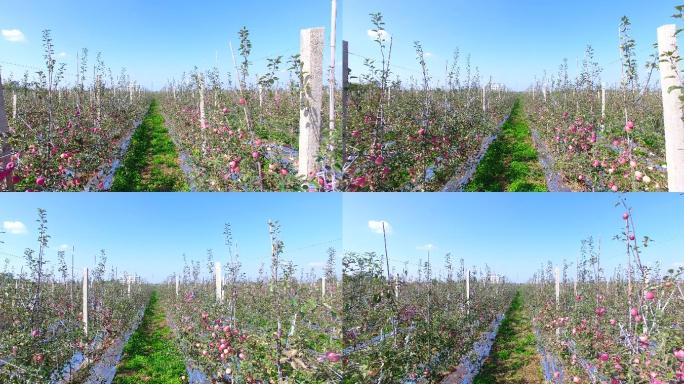 航拍苹果园-苹果熟了2