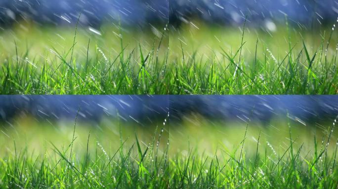草与雨-选择性聚焦