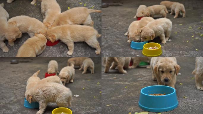 小狗吃东西纯种狗幼小动物喂养