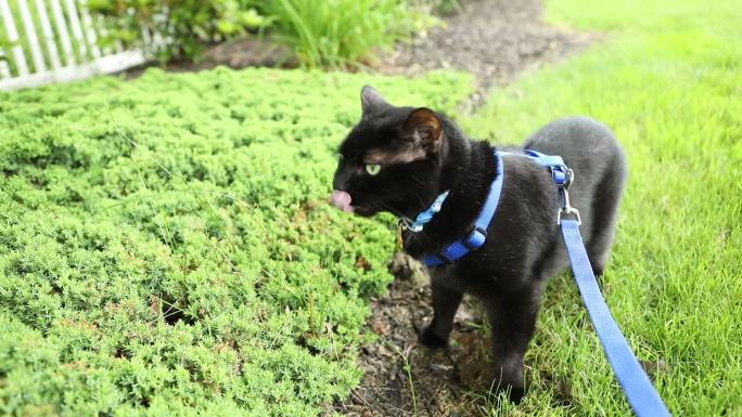 一个黑猫在户外吃草