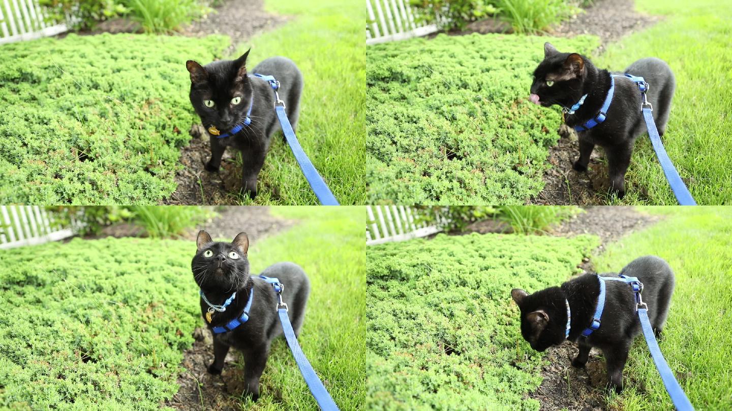 一个黑猫在户外吃草