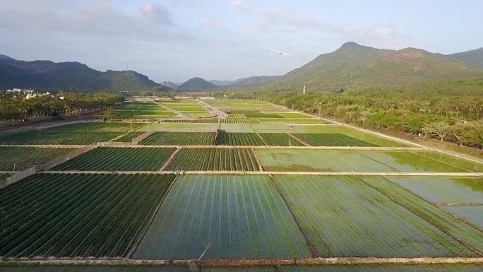 水稻航拍带鸟