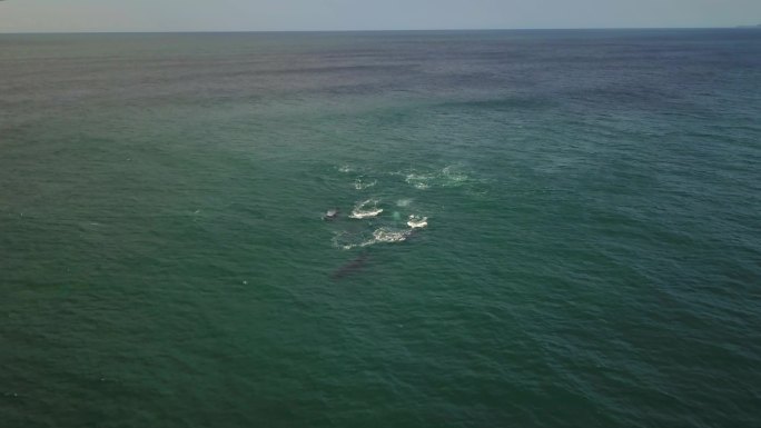 游过海岸的座头鲸