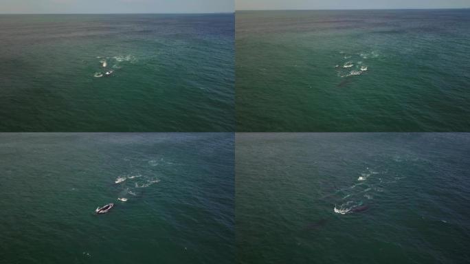 游过海岸的座头鲸