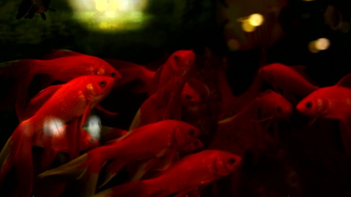 鱼缸里游动的红色金鱼