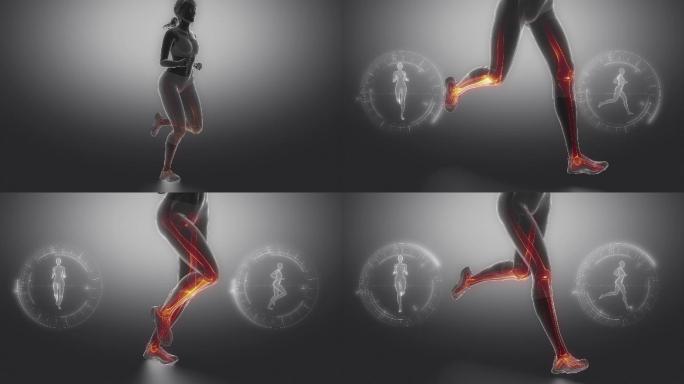 三维跑步者骨骼解剖学概念