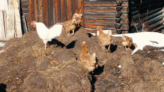 一群鸡在室外觅食