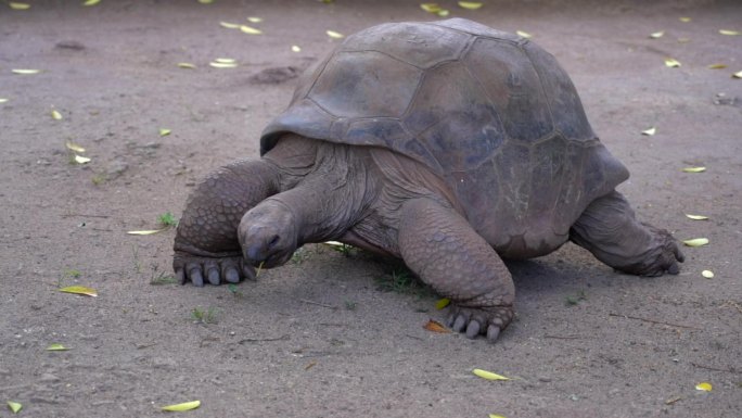 象龟巨龟爬行觅食