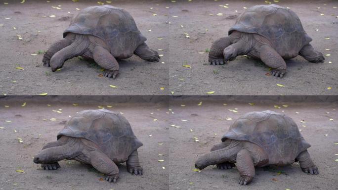 象龟巨龟爬行觅食