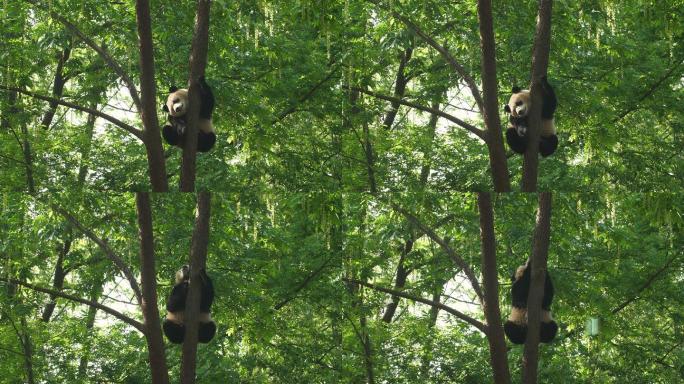 树上可爱的熊猫幼仔