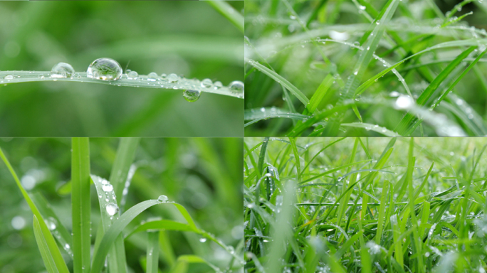草地 水滴