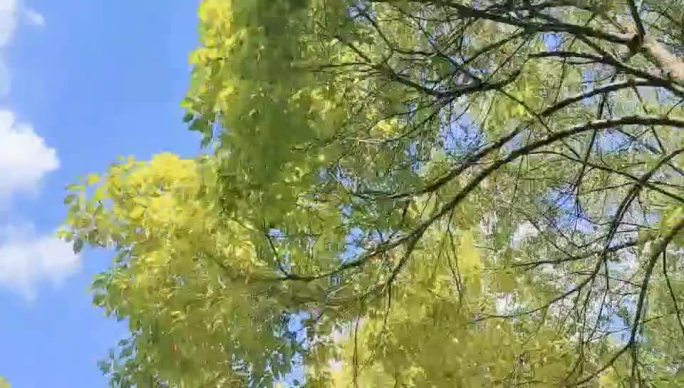 夏日仰望蓝天下的树荫微电影写真