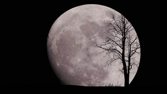 大月亮和孤独的树万圣节美丽的背景