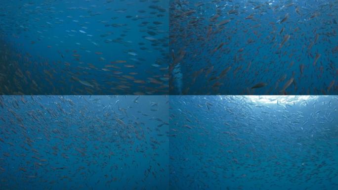 海洋里的鱼群海底世界海洋生物三亚潜水深海