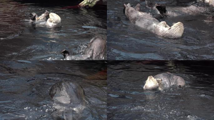 水中的海獭野生动物世界国家保护大自然非洲