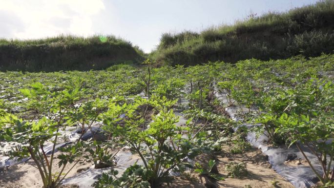 当归种植田地实拍