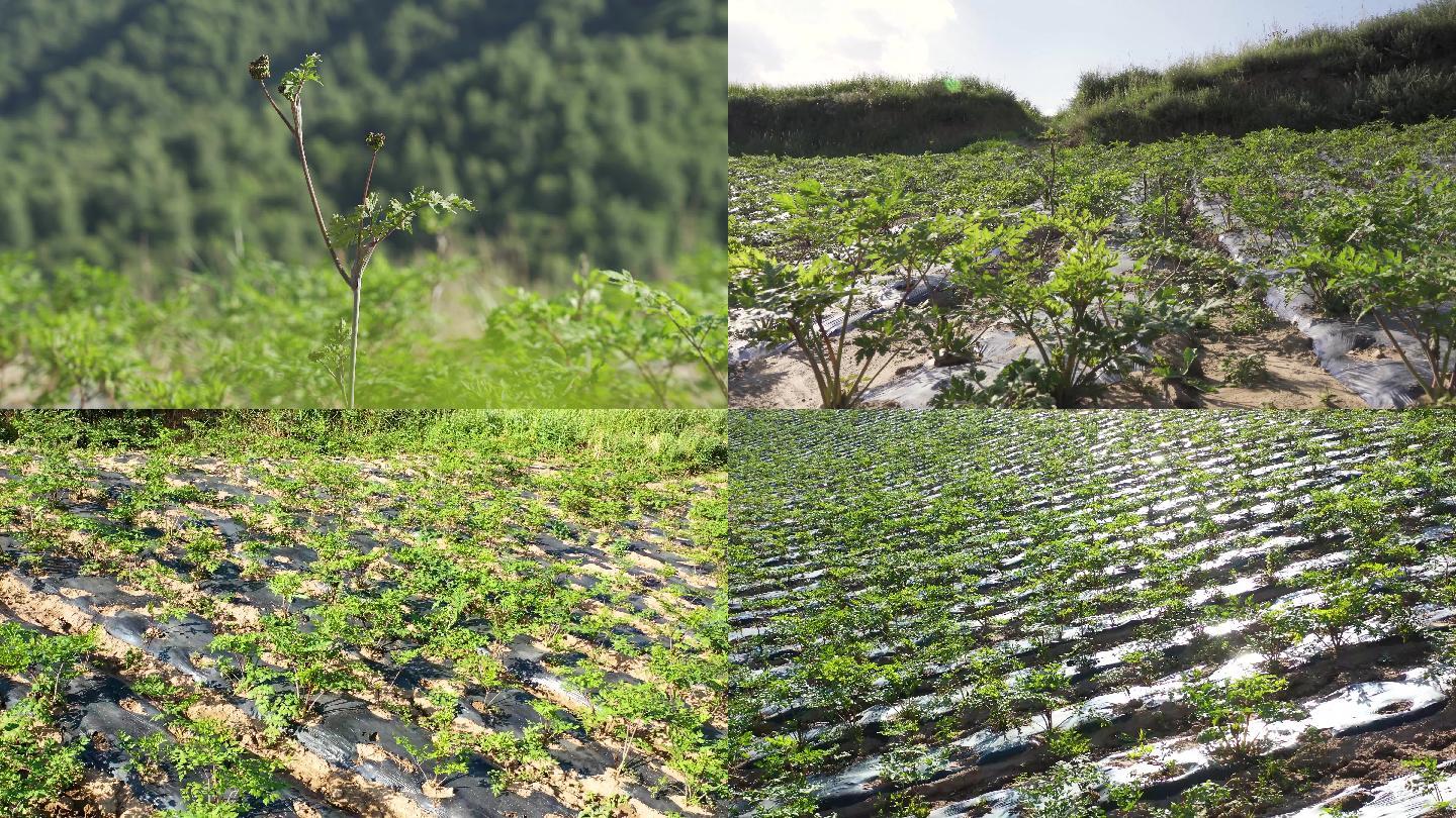 当归种植田地实拍