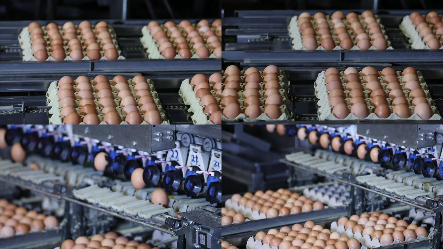 鸡蛋自动化包装生产线鸡蛋包装加工