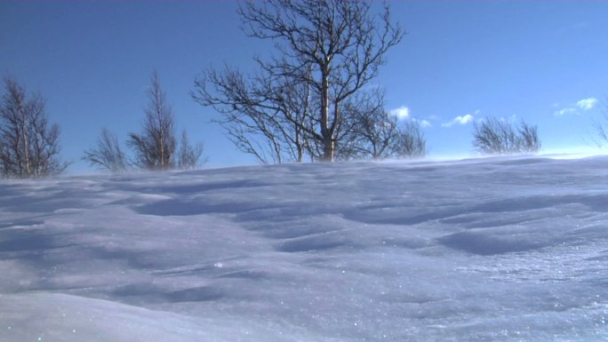 吹雪冬天寒冷西北风雪地雪景