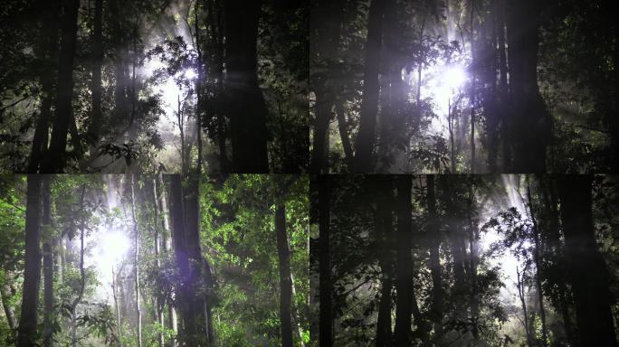 森林中的强光