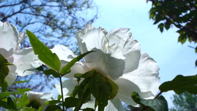 花园公园花牡丹花白牡丹特写