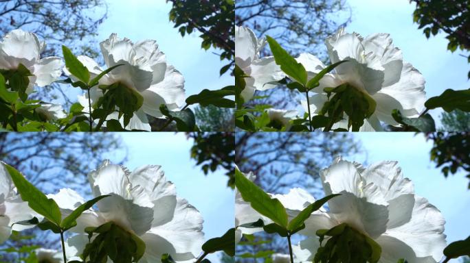 花园公园花牡丹花白牡丹特写