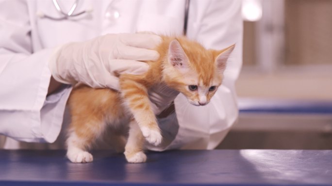兽医在诊所里抱着一只猫