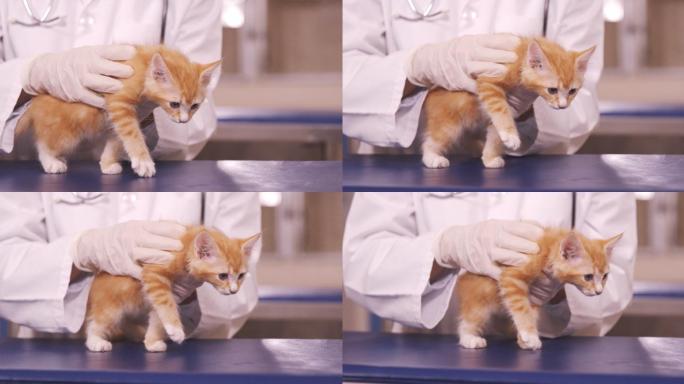 兽医在诊所里抱着一只猫