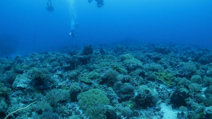 海底珊瑚礁潜水海底水中