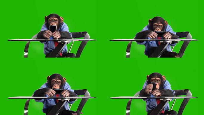 在绿屏里的猴子使用智能手机