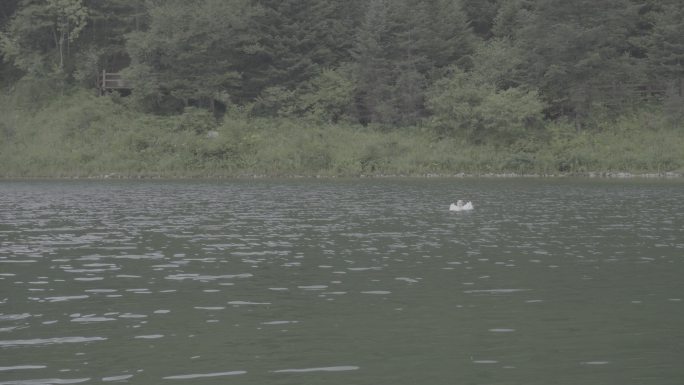 鹅嫚沟官鹅沟湖心鹅绿水小雨4K