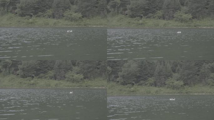 鹅嫚沟官鹅沟湖心鹅绿水小雨4K