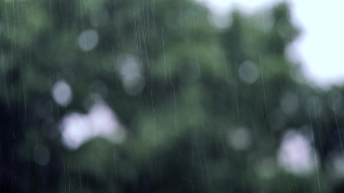 背景为树木的大雨下雨天下雨雨季