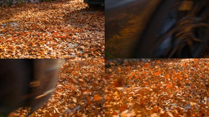 秋天在树叶覆盖的路上开车