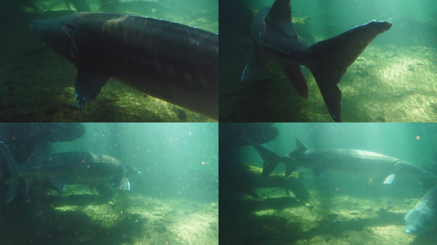 在水下游泳的巨大鲟鱼