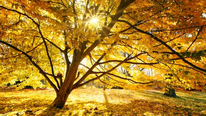 阳光透过一棵树，金灿灿的秋景