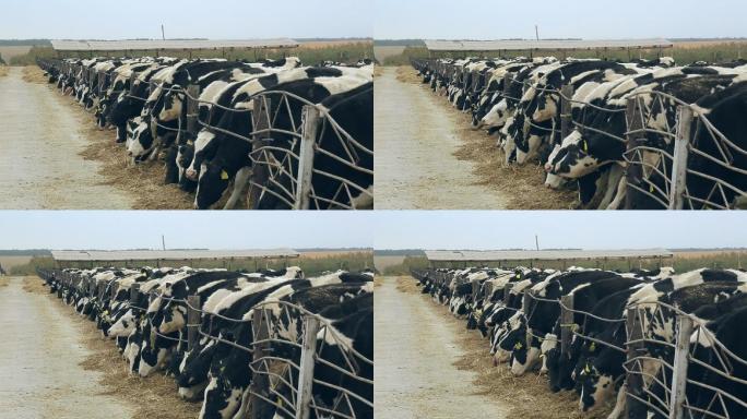在现代农场饲养的奶牛。