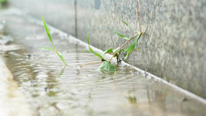 下雨各类花草果蔬水稻杂草茶叶水滴雨季空境